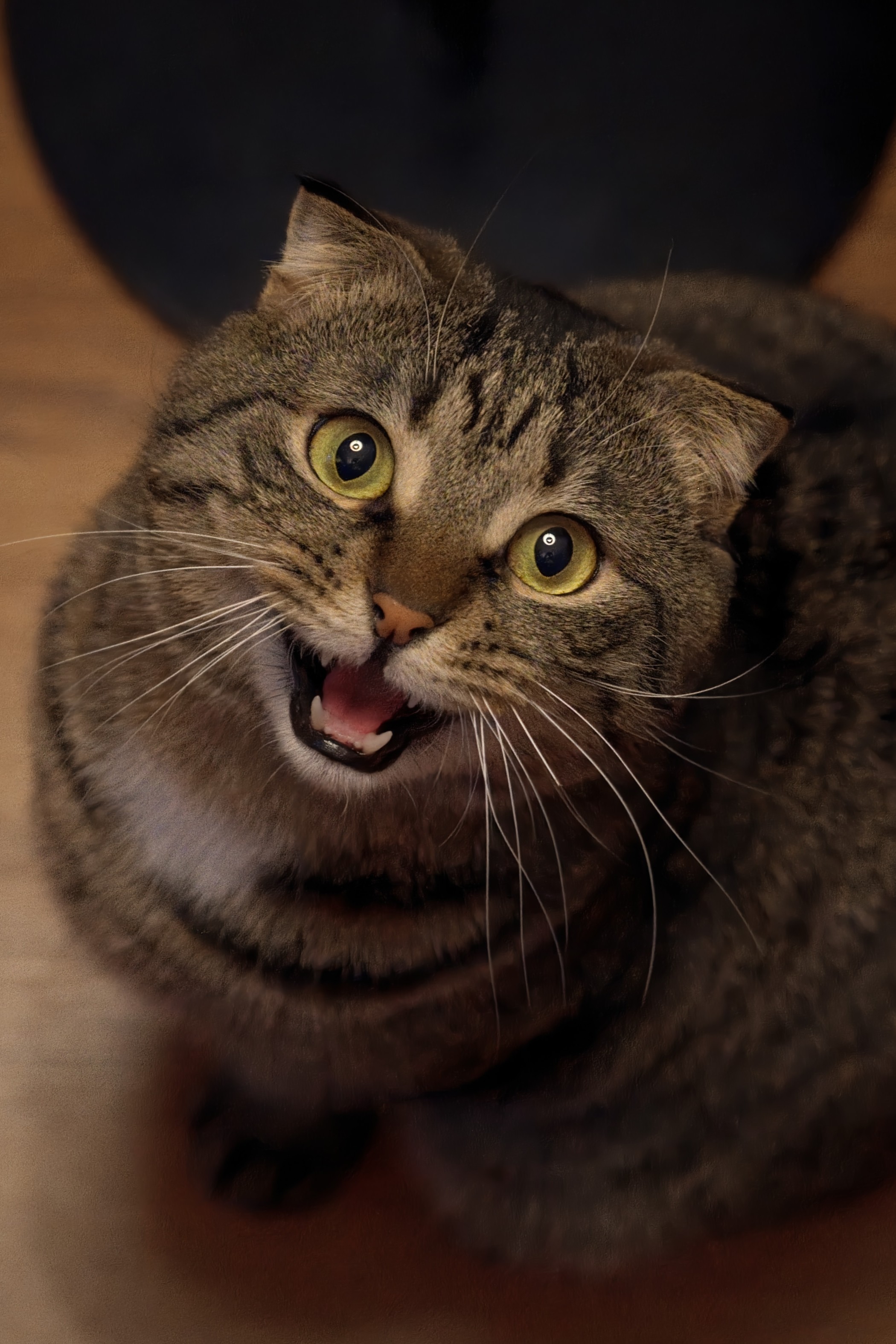 Kitty