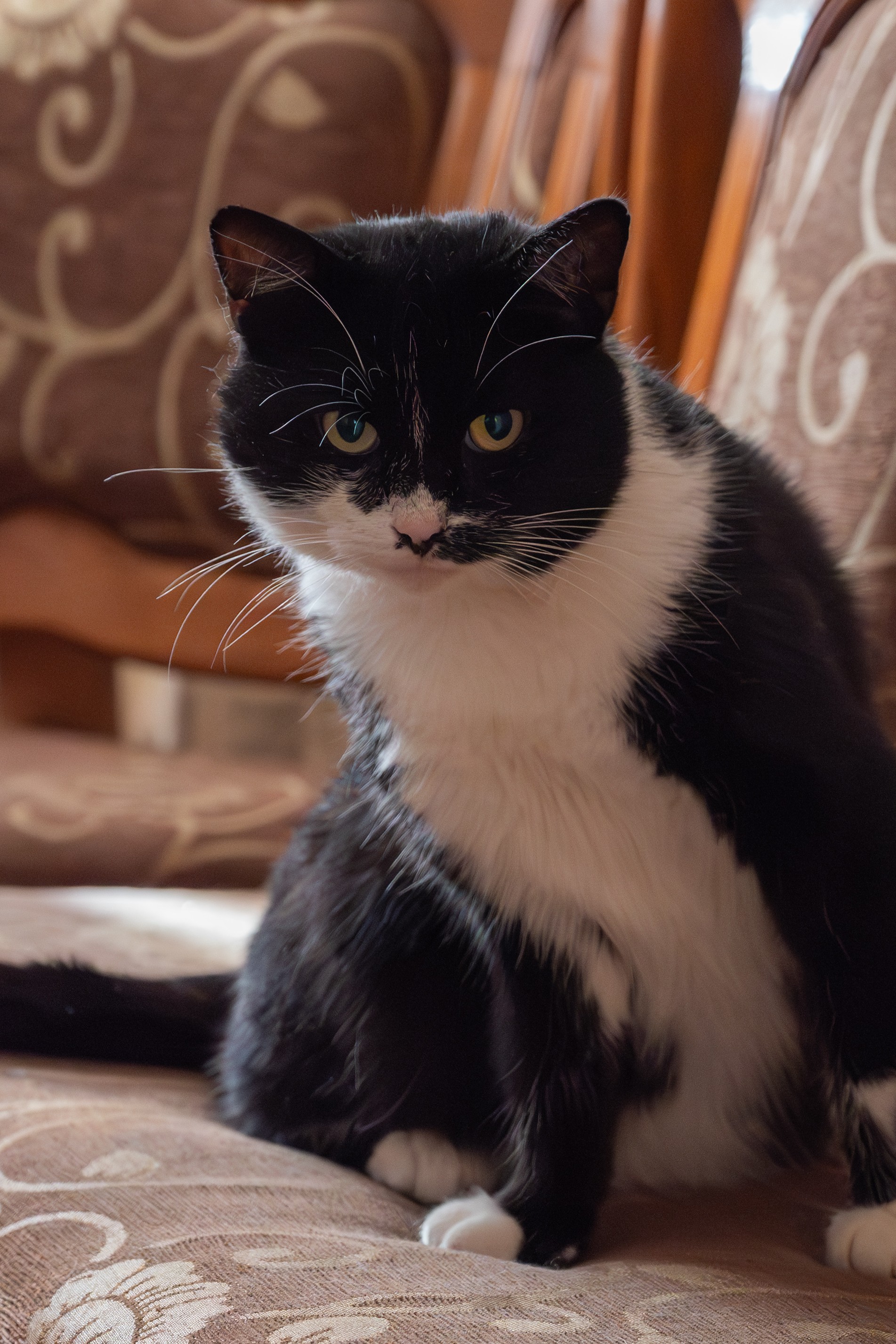 Kitty
