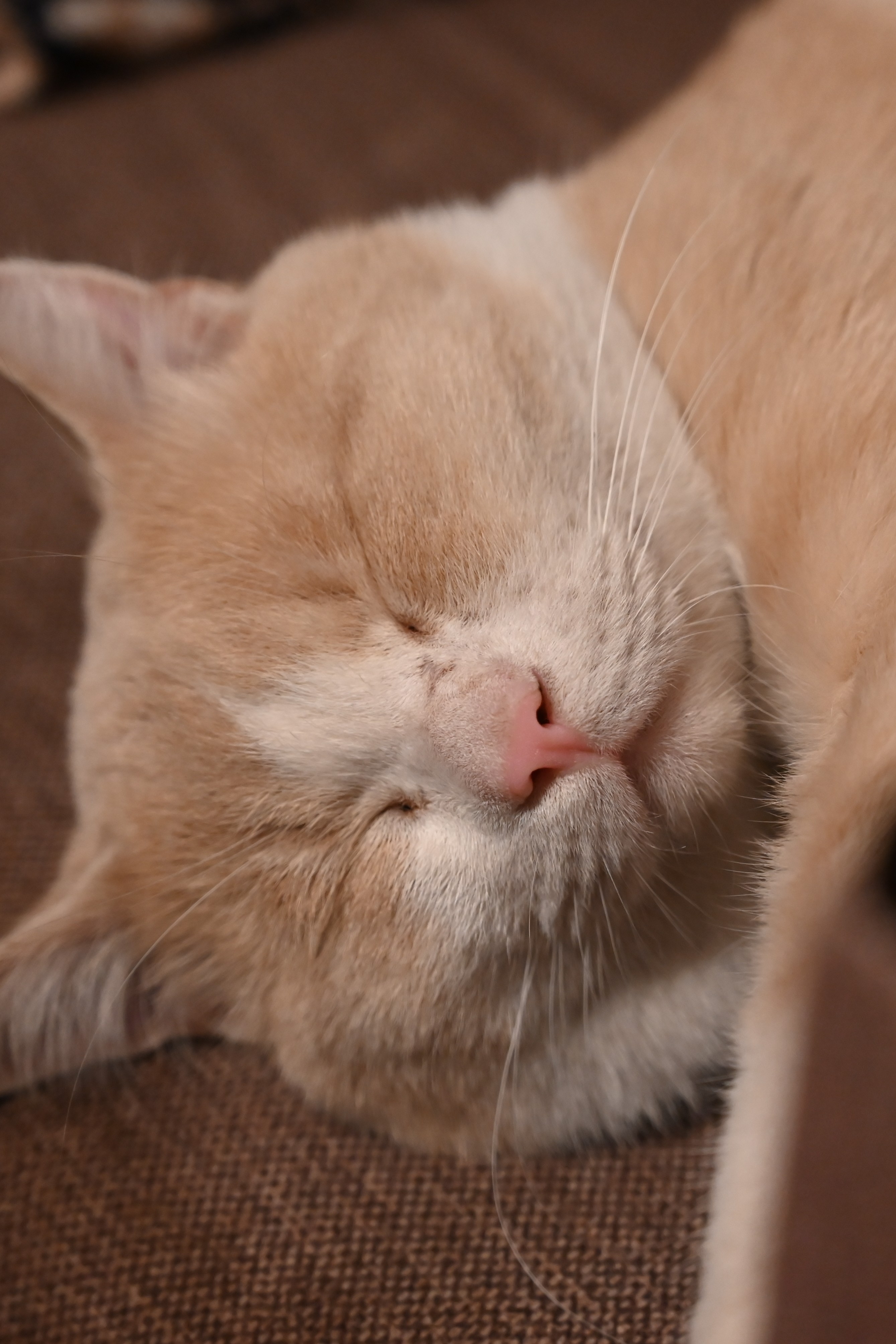 Kitty