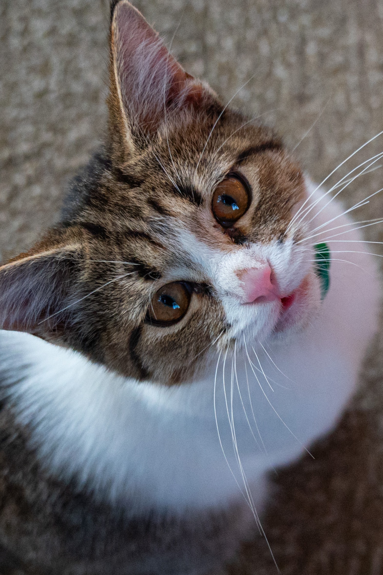 Kitty