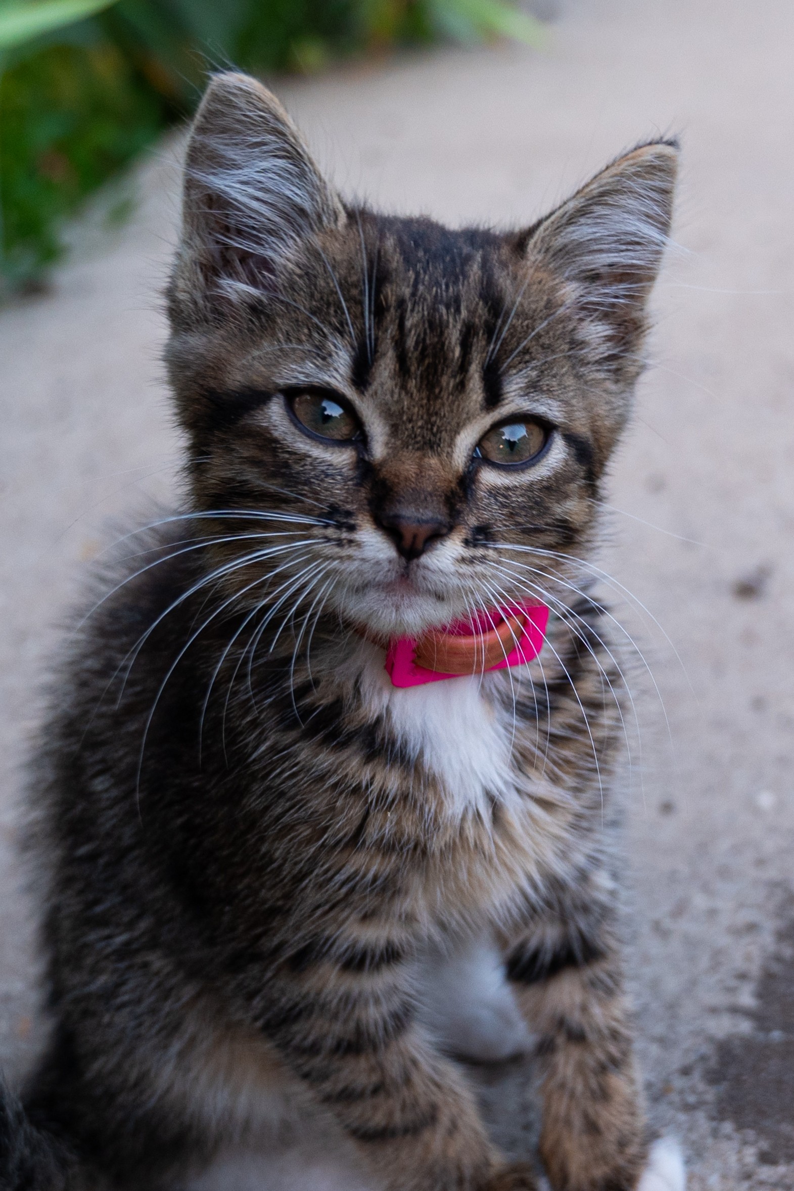 Kitty